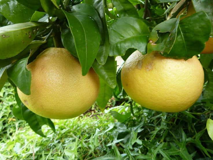 خرید میوه دارابی